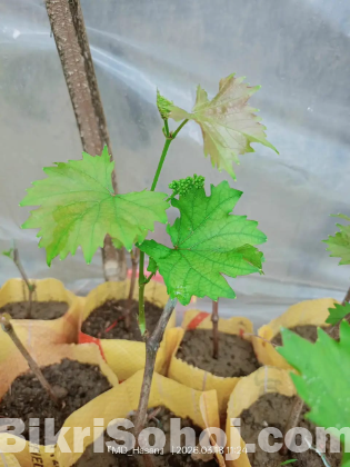 বিদেশি আংগুর চারা